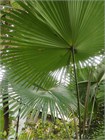 Ливистона Цукишима, пальма, декоративная листва веерного типа, неприхотливая, подходит для контейнерного выращивания 4028