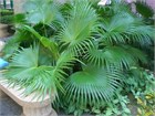 Ливистона Цукишима, пальма, декоративная листва веерного типа, неприхотливая, подходит для контейнерного выращивания 4028