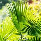 Ливистона Цукишима, пальма, декоративная листва веерного типа, неприхотливая, подходит для контейнерного выращивания 4028