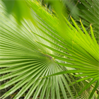 Ливистона Цукишима, пальма, декоративная листва веерного типа, неприхотливая, подходит для контейнерного выращивания 4028