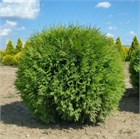 Туя западная Глобоза (шаровидная), морозостойкая, декоративная, живая изгородь, топиар 3145