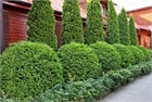 Туя западная Глобоза (шаровидная), морозостойкая, декоративная, живая изгородь, топиар 3145
