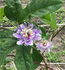 Северная маракуйя из РФ, морозостойкая, вечнозеленая, декоративная лиана, съедобная, лекарственная, комнатная 2209