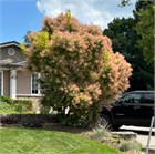 Скумпия кожевенная, морозостойкая, лекарственная, декоративный кустарник, ценная древесина 3106