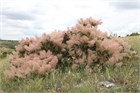 Скумпия кожевенная, морозостойкая, лекарственная, декоративный кустарник, ценная древесина 3106