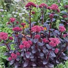 Очиток (седум) видный пурпурный, морозостойкий, многолетний, декоративный суккулент, засухоустойчивый, медонос, сухоцвет 4013