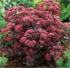 Очиток (седум) видный пурпурный, морозостойкий, многолетний, декоративный суккулент, засухоустойчивый, медонос, сухоцвет 4013