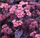 Очиток (седум) видный пурпурный, морозостойкий, многолетний, декоративный суккулент, засухоустойчивый, медонос, сухоцвет 4013