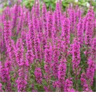 Дербенник прутьевидный, морозостойкий, многолетний, декоративные цветы, медонос 4015