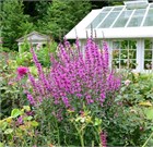 Дербенник прутьевидный, морозостойкий, многолетний, декоративные цветы, медонос 4015