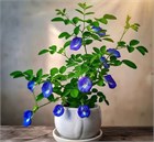 Клитория тройчатая, синий тайский чай, декоративная лиана, натуральный краситель, комнатная 4018