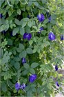 Клитория тройчатая, синий тайский чай, декоративная лиана, натуральный краситель, комнатная 4018