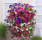 Петуния микс, декоративные цветы, неприхотливая, комнатная, медонос 3695