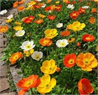 Мак голатебельный (голостебельный) микс, морозостойкий, многолетний, декоративный, неприхотливый, медонос 4023