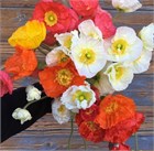 Мак голатебельный (голостебельный) микс, морозостойкий, многолетний, декоративный, неприхотливый, медонос 4023