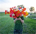 Мак голатебельный (голостебельный) микс, морозостойкий, многолетний, декоративный, неприхотливый, медонос 4023