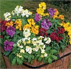 Хейрантус чери (лакфиоль) микс, морозостойкий, аромат сирени, декоративные цветы, медонос 4024