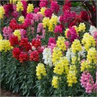 Львиный зев Том Тамб микс, морозостойкий, ароматный, обильное цветение, неприхотливый, комнатный, декоративные цветы, медонос 4027