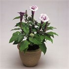 Дурман индийский, пурпурный, морозостойкий, многолетний, декоративные цветы, ароматные, крупноцветковые, быстрорастущие, комнатные 4031