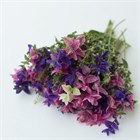 Шалфей (сальвия) Хорминум микс, декоративные цветы, засухоустойчивые, сухоцвет, медонос 4021