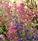 Шалфей (сальвия) Хорминум микс, декоративные цветы, засухоустойчивые, сухоцвет, медонос 4021