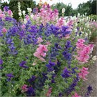 Шалфей (сальвия) Хорминум микс, декоративные цветы, засухоустойчивые, сухоцвет, медонос 4021