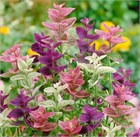 Шалфей (сальвия) Хорминум микс, декоративные цветы, засухоустойчивые, сухоцвет, медонос 4021