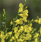 Ракитник венечный, листопадный декоративный кустарник, засухоустойчивый, неприхотливый, обильное весеннее цветение, медонос, азотофиксирующее растение 4034