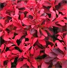 Барбарис Тунберга Атропурпуреум, декоративный кустарник, морозостойкий, засухоустойчивый, неприхотливый, медонос, пригоден для топиари, устойчив к городским условиям 4035