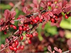 Барбарис Тунберга Атропурпуреум, декоративный кустарник, морозостойкий, засухоустойчивый, неприхотливый, медонос, пригоден для топиари, устойчив к городским условиям 4035