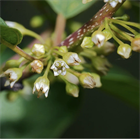 Жостер слабительный, крушина слабительная, листопадное древесное растение, небольшое дерево или крупный кустарник, лекарственный, декоративный, медонос, устойчивый к холоду, неприхотливый 4036