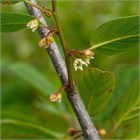 Жостер слабительный, крушина слабительная, листопадное древесное растение, небольшое дерево или крупный кустарник, лекарственный, декоративный, медонос, устойчивый к холоду, неприхотливый 4036