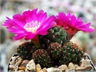 Кактусы микс (Astrophytum, Gymnocactus, Mammillaria, Melocactus, Sulcorebutia, Tephrocactus, Turbinicarpus), комнатные, миниатюрные, декоративные, редкие виды 4037
