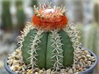 Кактусы микс (Astrophytum, Gymnocactus, Mammillaria, Melocactus, Sulcorebutia, Tephrocactus, Turbinicarpus), комнатные, миниатюрные, декоративные, редкие виды 4037