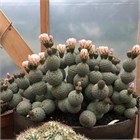 Кактусы микс (Astrophytum, Gymnocactus, Mammillaria, Melocactus, Sulcorebutia, Tephrocactus, Turbinicarpus), комнатные, миниатюрные, декоративные, редкие виды 4037