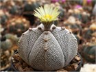 Кактусы микс (Astrophytum, Gymnocactus, Mammillaria, Melocactus, Sulcorebutia, Tephrocactus, Turbinicarpus), комнатные, миниатюрные, декоративные, редкие виды 4037