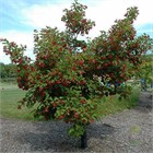 Клён татарский Хотвингс, лиственный, морозостойкий, декоративный, ветроустойчивый, медонос с компактной кроной 4038