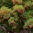 Клён татарский Хотвингс, лиственный, морозостойкий, декоративный, ветроустойчивый, медонос с компактной кроной 4038