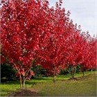 Клён татарский Хотвингс, лиственный, морозостойкий, декоративный, ветроустойчивый, медонос с компактной кроной 4038