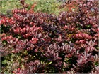 Барбарис Тунберга Атропурпуреум, морозостойкий, декоративный кустарник, засухоустойчивый, медонос, топиар, живая изгородь 4035