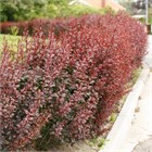 Барбарис Тунберга Атропурпуреум, морозостойкий, декоративный кустарник, засухоустойчивый, медонос, топиар, живая изгородь 4035