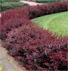 Барбарис Тунберга Атропурпуреум, морозостойкий, декоративный кустарник, засухоустойчивый, медонос, топиар, живая изгородь 4035