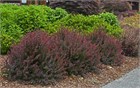 Барбарис Тунберга Атропурпуреум, морозостойкий, декоративный кустарник, засухоустойчивый, медонос, топиар, живая изгородь 4035