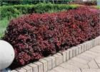 Барбарис Тунберга Атропурпуреум, морозостойкий, декоративный кустарник, засухоустойчивый, медонос, топиар, живая изгородь 4035