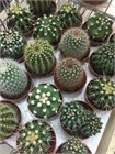 Кактусы микс, комнатные, миниатюрные, декоративные, редкие виды 4037