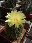 Кактусы микс, комнатные, миниатюрные, декоративные, редкие виды 4037
