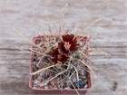 Кактусы микс, комнатные, миниатюрные, декоративные, редкие виды 4037