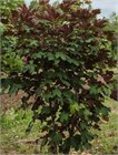 Клен ложноплатановый Atropurpureum (красный оборот листа), морозостойкий, декоративный, редкий вид, ценная древесина, медонос, долгожитель 4039