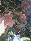 Клен ложноплатановый Atropurpureum (красный оборот листа), морозостойкий, декоративный, редкий вид, ценная древесина, медонос, долгожитель 4039
