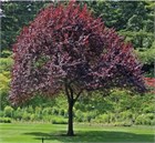 Черемуха виргинская Шуберт (краснолистная), морозостойкая, съедобная, лекарственная, декоративная, медонос 3478